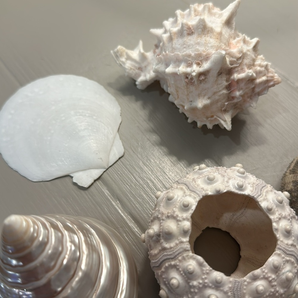 Decorative Seashells - Picture 7 of 11